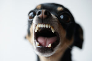 An aggressive chihuahua which could lead a person to claim dog bite compensation.