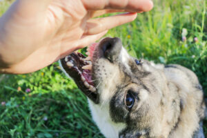 A person needing dog bite compensation for their hand injury.