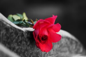 A single red rose on a headstone to indicate the loss of a special person.
